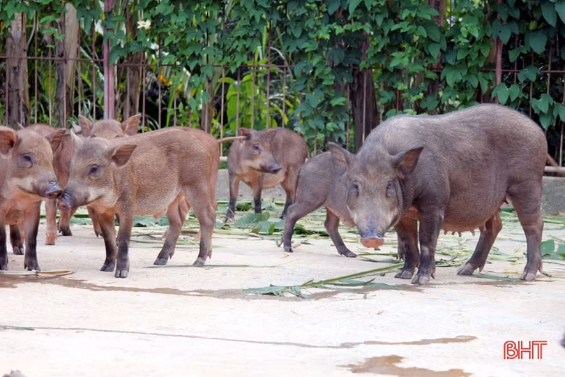 Khám phá trang trại nuôi hàng trăm con lợn rừng ở miền núi thơm Hà Tĩnh