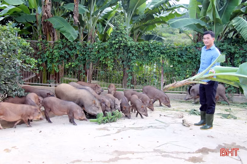 “Thủ phủ” cam bù ở Hương Sơn hoàn thành tiêu chí xã nông thôn mới nâng cao