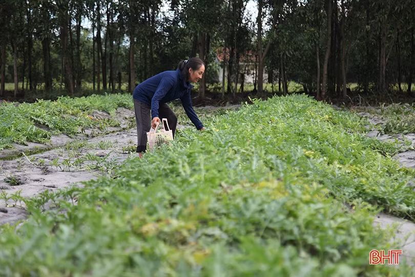 Mùa dưa non “kém vui” của nông dân Hà Tĩnh