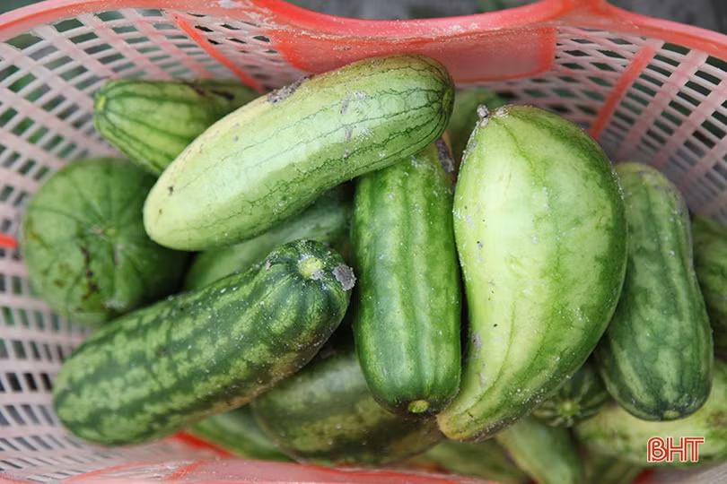 Mùa dưa non “kém vui” của nông dân Hà Tĩnh
