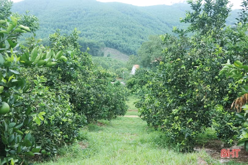 Cặp vợ chồng bắt đất “nhả vàng” ở huyện miền núi Hà Tĩnh