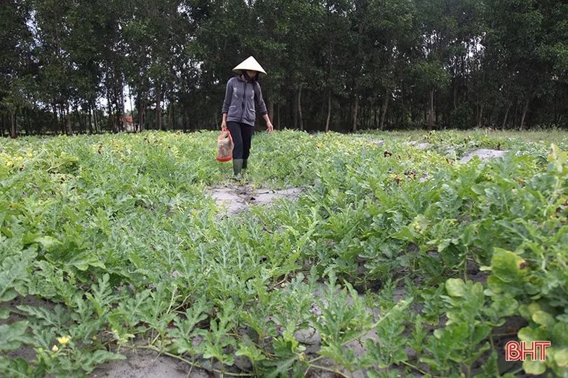 Mùa dưa non “kém vui” của nông dân Hà Tĩnh