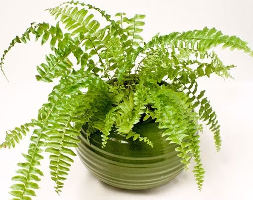 Trồng cây gì trong nhà bếp để khử mùi thức ăn hiệu quả?