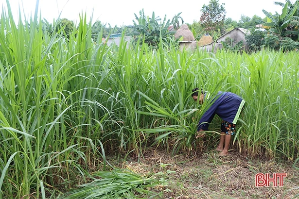 Quỹ Hỗ trợ nông dân – điểm tựa cho nhà nông xứ Cẩm