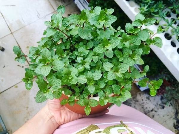 Trồng cây gì trong nhà bếp để khử mùi thức ăn hiệu quả?