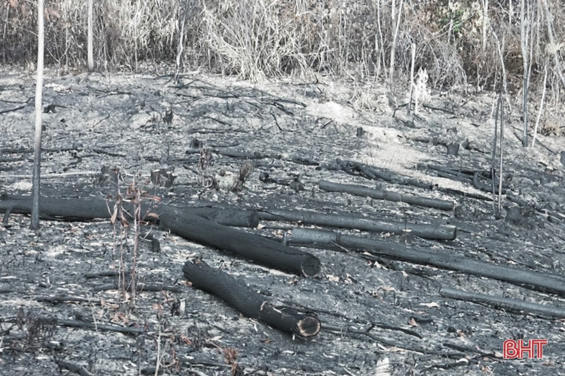 Phạt người đàn ông gây cháy 620 m² rừng cao su ở Hà Tĩnh 5,1 triệu đồng