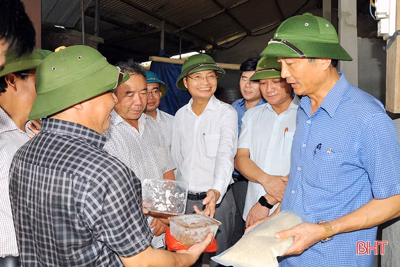 Hà Tĩnh lấy kinh nghiệm nông dân làm nền tảng xây dựng mô hình trồng lúa trên ruộng rươi