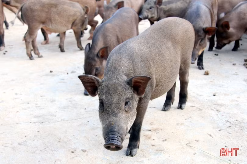 Khám phá trang trại nuôi hàng trăm con lợn rừng ở miền núi thơm Hà Tĩnh