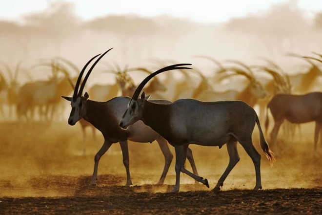 nhung dieu khien abu dhabi tuyet dieu hon dubai