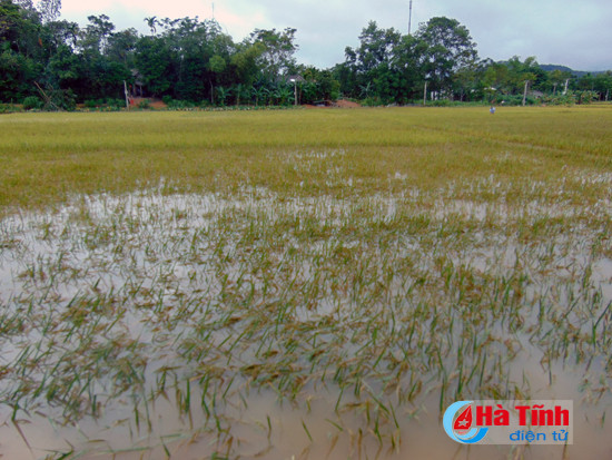 huong son gan 600 ha hoa mau bi ngap lu 3 cau dan sinh bi hu hong