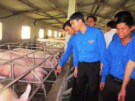 Nhiều mô hình phát triển kinh tế của ĐVTN phát huy hiệu quả.