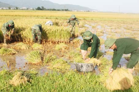 Cán bộ chiến sỹ Bộ CHQS tỉnh giúp dân thu hoạch lúa