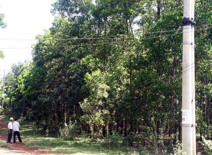 Hàng cây gia đình ông Chức ‘ôm” trọn đường dây điện trung thế, rất nguy hiểm cho người, động vật qua đây.