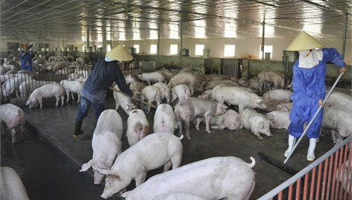 Trang trại của gia đình ông Lê Văn Bình ở xóm 10 xã Xuân Mỹ với quy mô trên 1.000 con lợn thương phẩm/lứa đã được hưởng chính sách từ Quyết định 26