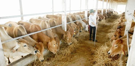 Tỉnh hỗ trợ 100 ngàn đồng/con bê lai Zê bu sinh ra