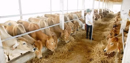 Tỉnh hỗ trợ 100 ngàn đồng/con bê lai Zê bu sinh ra