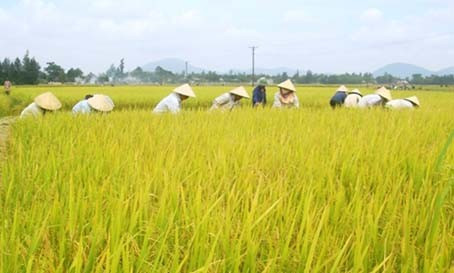 Nông dân Cẩm Bình khẩn trương thu hoạch lúa hè thu với giống VTN2