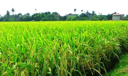 Sản xuất giống lúa xác nhận có quy mô từ 20 ha liền vùng trở lên được hỗ trợ 50% kinh phí lập quy hoạch chi tiết, tối đa không quá 150 triệu đồng/quy hoạch