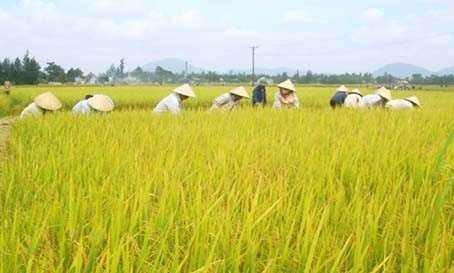 Bà con nông dân xã Cẩm Bình (Cẩm Xuyên) thu hoạch lúa Hè Thu