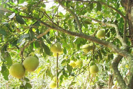 Lạ mắt với bưởi hồ lô, thỏi bạc do nông dân Hà Tĩnh tự tạo ảnh 11 Lạ mắt với bưởi hồ lô, thỏi bạc do nông dân Hà Tĩnh tự tạo