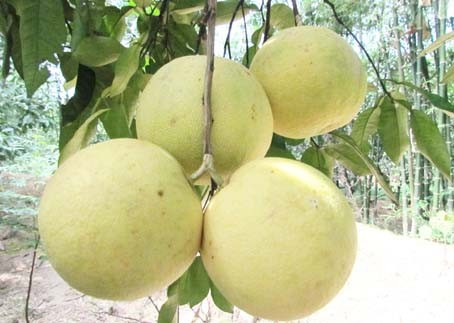 Thành công của đề tài mở ra cơ hội khôi phục lại nghề trồng Bưởi Phúc Trạch ở Hương Khê Thành công của đề tài mở ra cơ hội khôi phục lại nghề trồng Bưởi Phúc Trạch ở Hương Khê