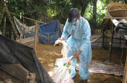 Bắt gia cầm bị bệnh đi tiêu hủy ở xã Thạch Tân Ảnh: Hữu Trung