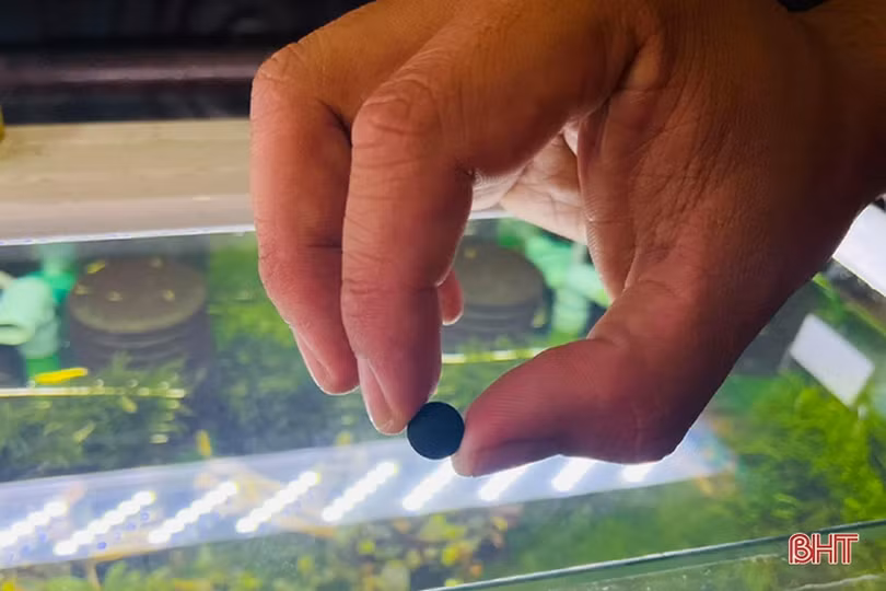 Thú chơi tép cảnh tí hon của giới mê sinh vật cảnh Hà Tĩnh