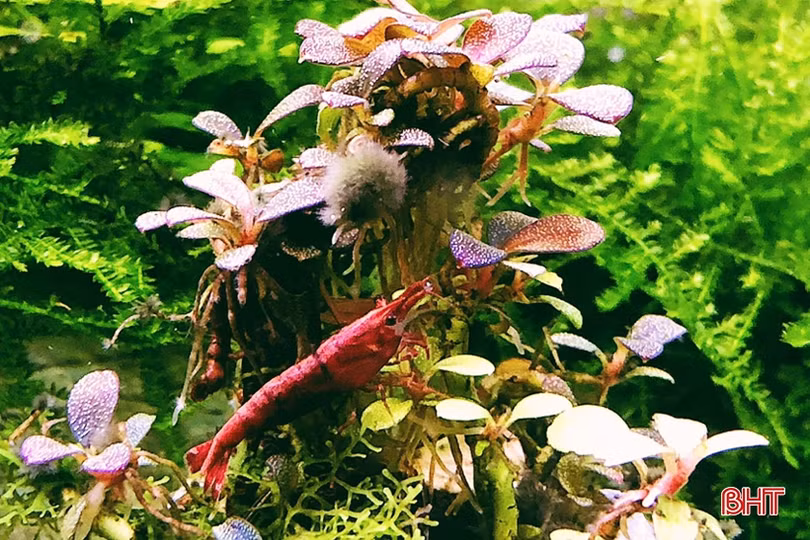 Thú chơi tép cảnh tí hon của giới mê sinh vật cảnh Hà Tĩnh