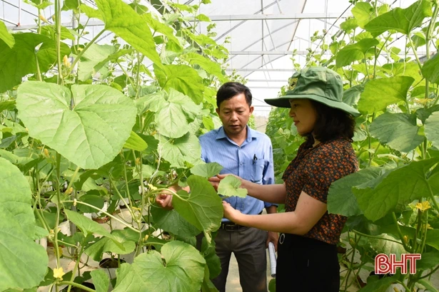 Nông dân Lộc Hà xây dựng 549 mô hình kinh tế cho thu nhập cao