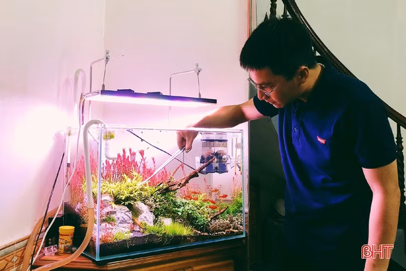 Thú chơi tép cảnh tí hon của giới mê sinh vật cảnh Hà Tĩnh