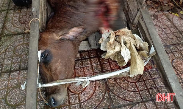 Bắt quả tang hộ dân giết mổ bò “chui”, không rõ nguồn gốc ở Hương Sơn