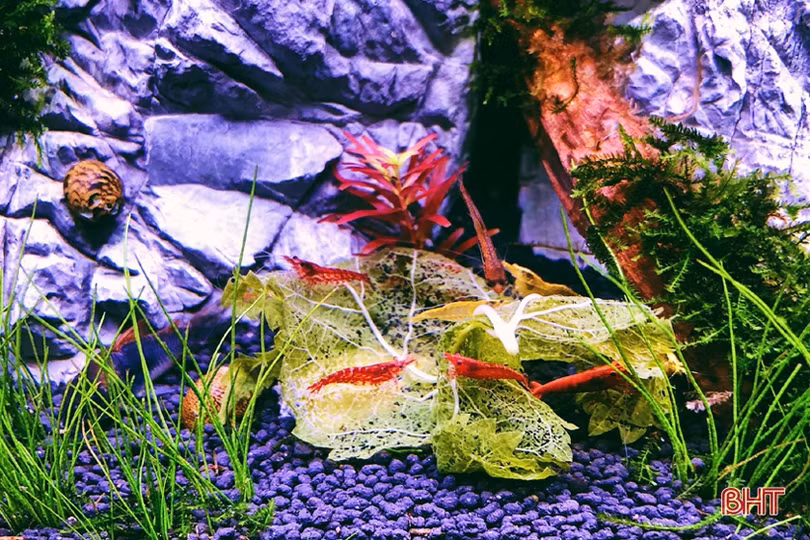 Thú chơi tép cảnh tí hon của giới mê sinh vật cảnh Hà Tĩnh