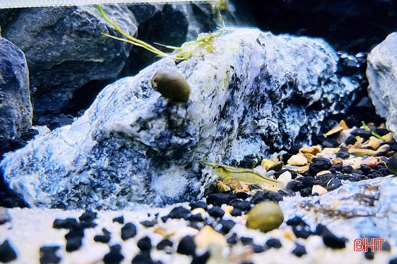 Thú chơi tép cảnh tí hon của giới mê sinh vật cảnh Hà Tĩnh