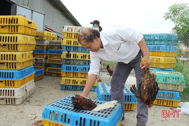 Nông dân Lộc Hà xây dựng 549 mô hình kinh tế cho thu nhập cao