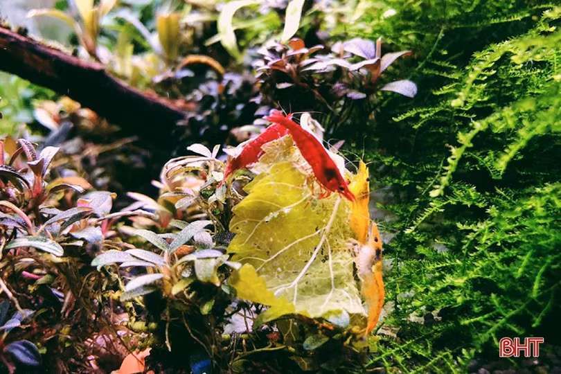 Thú chơi tép cảnh tí hon của giới mê sinh vật cảnh Hà Tĩnh