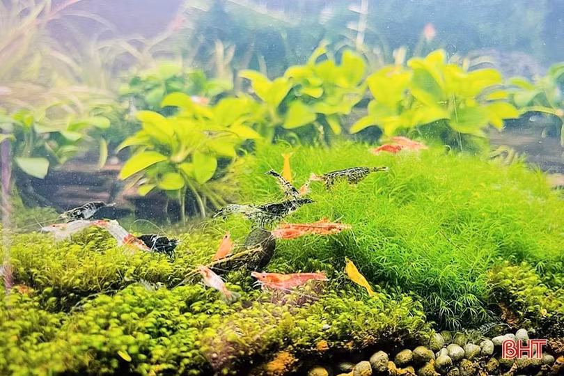 Thú chơi tép cảnh tí hon của giới mê sinh vật cảnh Hà Tĩnh