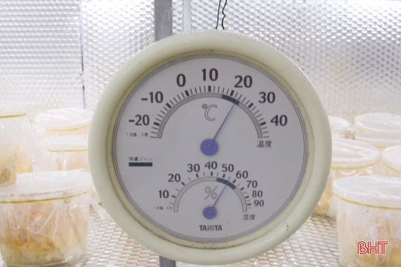 Thanh niên huyện miền núi Hà Tĩnh nuôi trồng thành công đông trùng hạ thảo