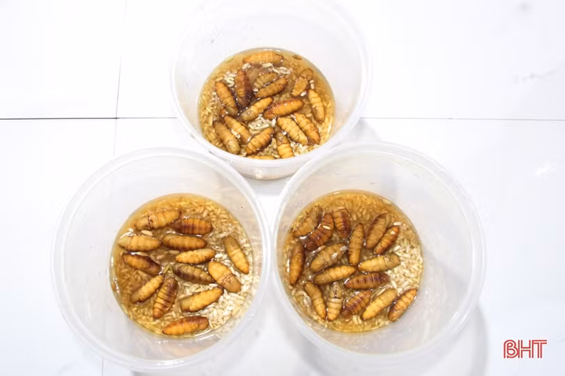 Thanh niên huyện miền núi Hà Tĩnh nuôi trồng thành công đông trùng hạ thảo