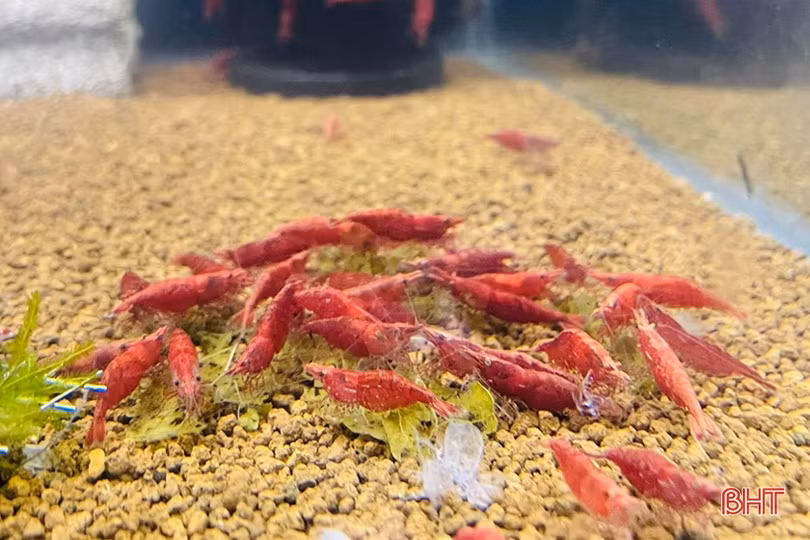Thú chơi tép cảnh tí hon của giới mê sinh vật cảnh Hà Tĩnh