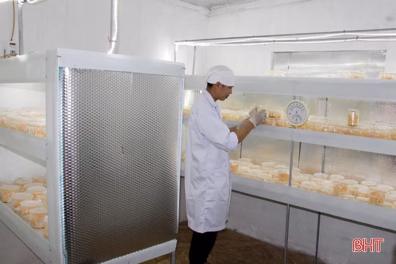 Thanh niên huyện miền núi Hà Tĩnh nuôi trồng thành công đông trùng hạ thảo