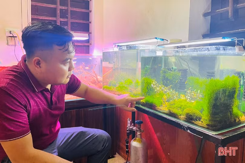 Thú chơi tép cảnh tí hon của giới mê sinh vật cảnh Hà Tĩnh