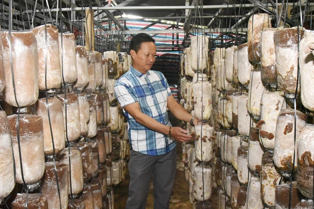 Nông dân Lộc Hà xây dựng 549 mô hình kinh tế cho thu nhập cao