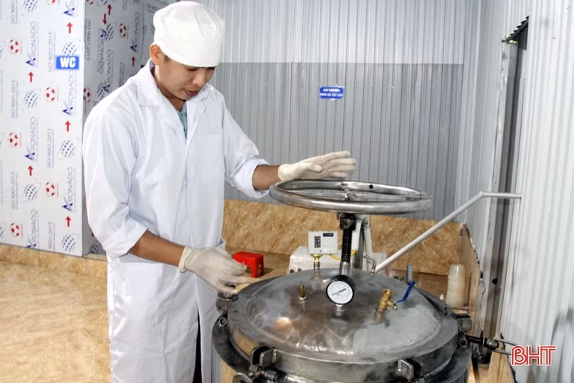 Thanh niên huyện miền núi Hà Tĩnh nuôi trồng thành công đông trùng hạ thảo