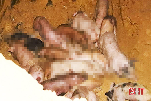 Hà Tĩnh: Phát hiện xe ô tô vận chuyển 50 con giống nhiễm dịch tả lợn châu Phi