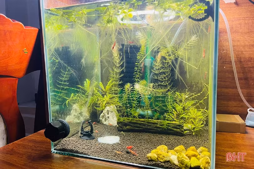 Thú chơi tép cảnh tí hon của giới mê sinh vật cảnh Hà Tĩnh