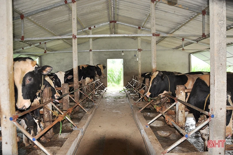 Giá bò hơi giảm sâu, người chăn nuôi Hà Tĩnh đối mặt thua lỗ