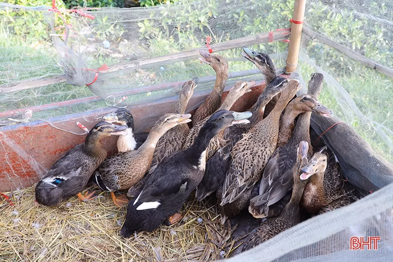 Chợ truyền thống ở Hà Tĩnh nhộn nhịp ngày tết Đoan Ngọ