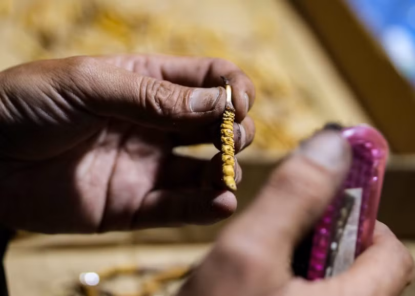 Mùa thu hoạch đông trùng hạ thảo ở Tây Tạng