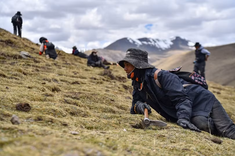 Mùa thu hoạch đông trùng hạ thảo ở Tây Tạng