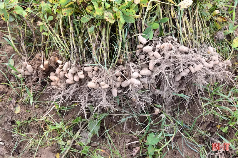 Năng suất lạc vụ xuân ở Lộc Hà đạt thấp 